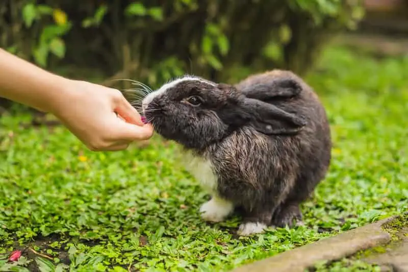 Hands lovingly feeding a rabbit
