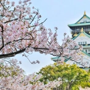 Cherry Blossoms in front of a temple